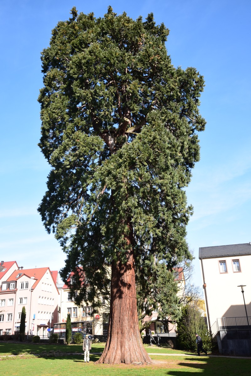 Sequoiadendron giganteum - Kronberg - 2017