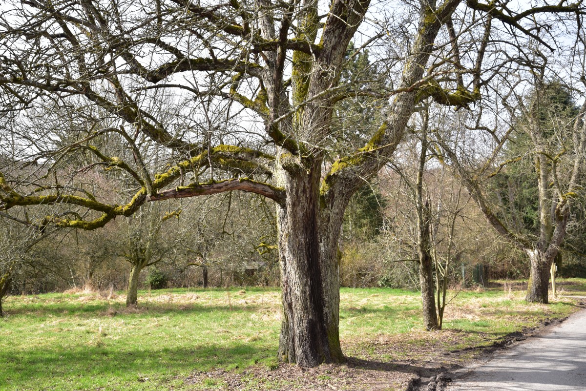 Sorbus domestica - Kronberg - 2017