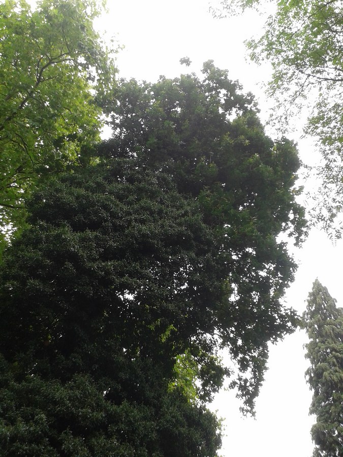 Hedera helix