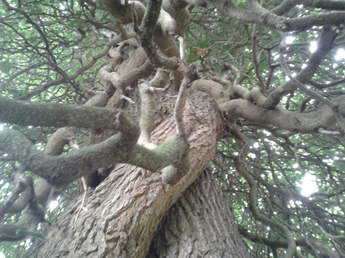 Hedera helix - Moers - August 2016