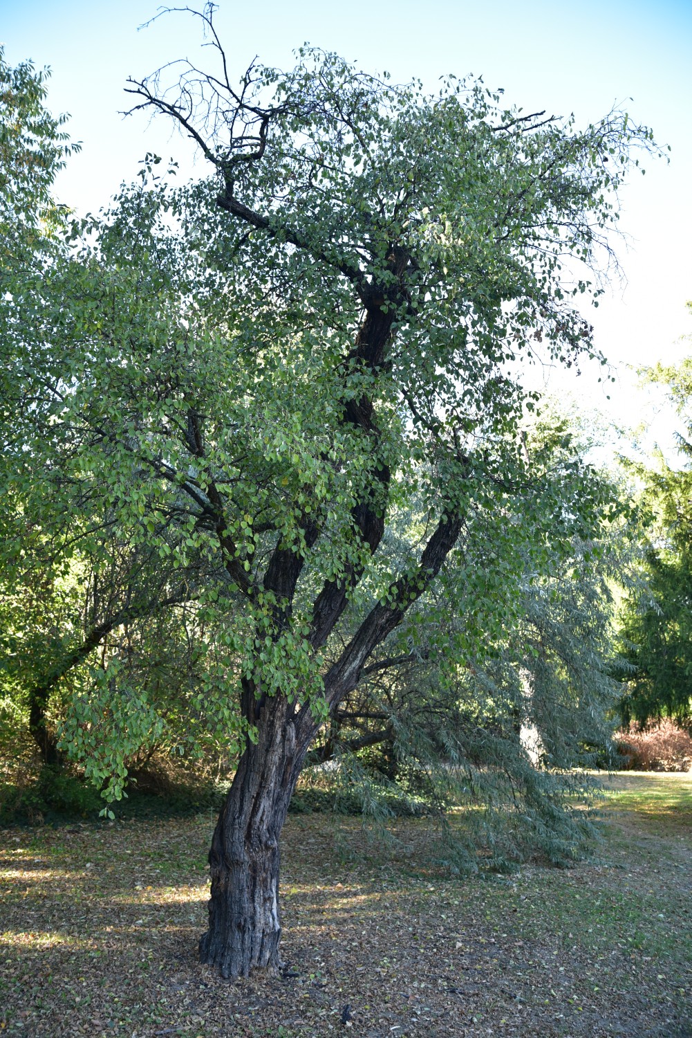 cathartica Rhamnus