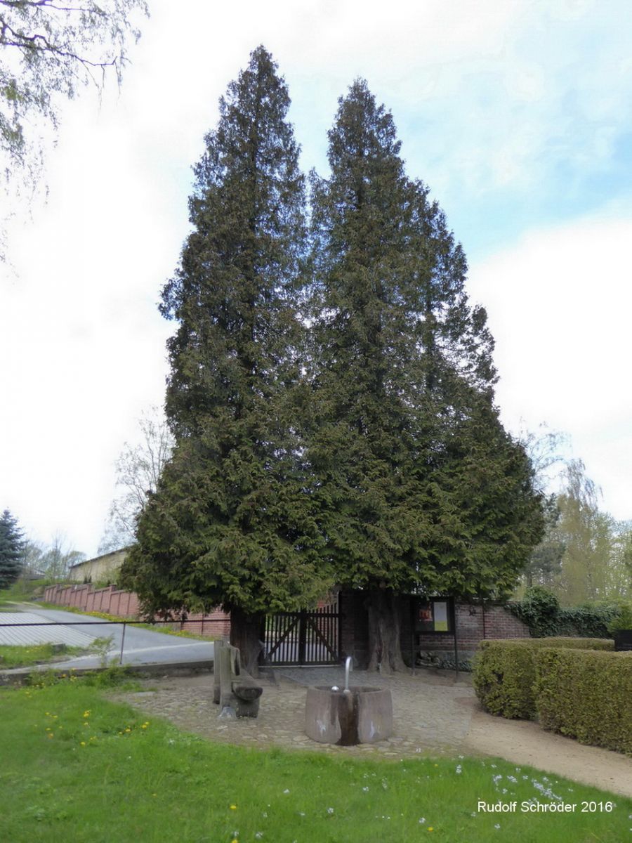 Thuja occidentalis - Herrnhut - April 2016