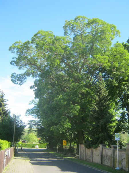 Styphnolobium japonicum - Salsitz - Gutspark