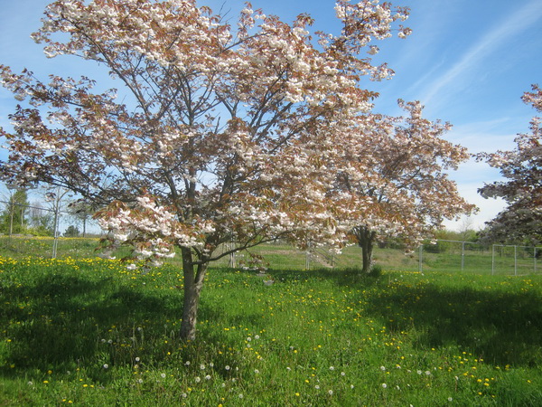 'Tai Haku' Prunus serrulata