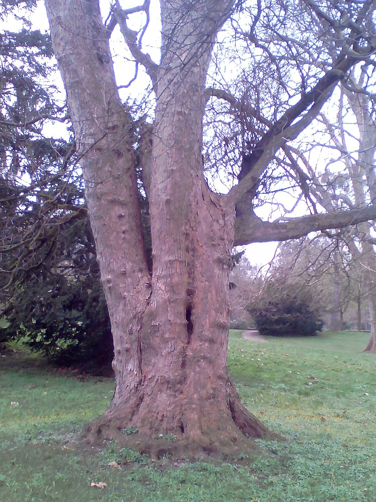 Acer pseudoplatanus