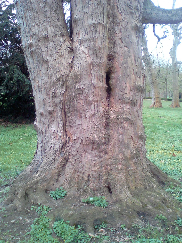 Acer pseudoplatanus - Ballenstedt - 2017