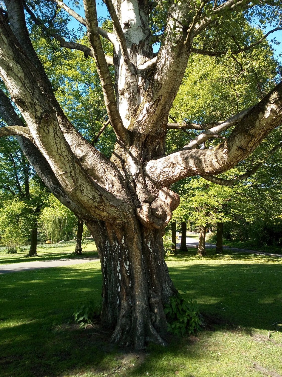 Betula pendula - Braunschweig - 2017