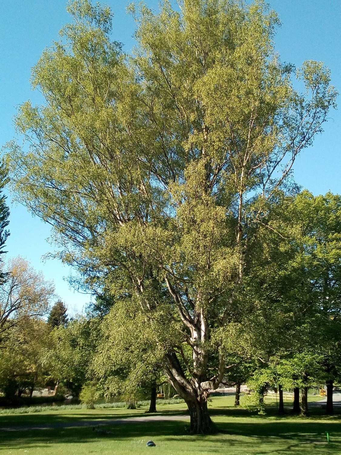 Betula pendula - Braunschweig - 2017