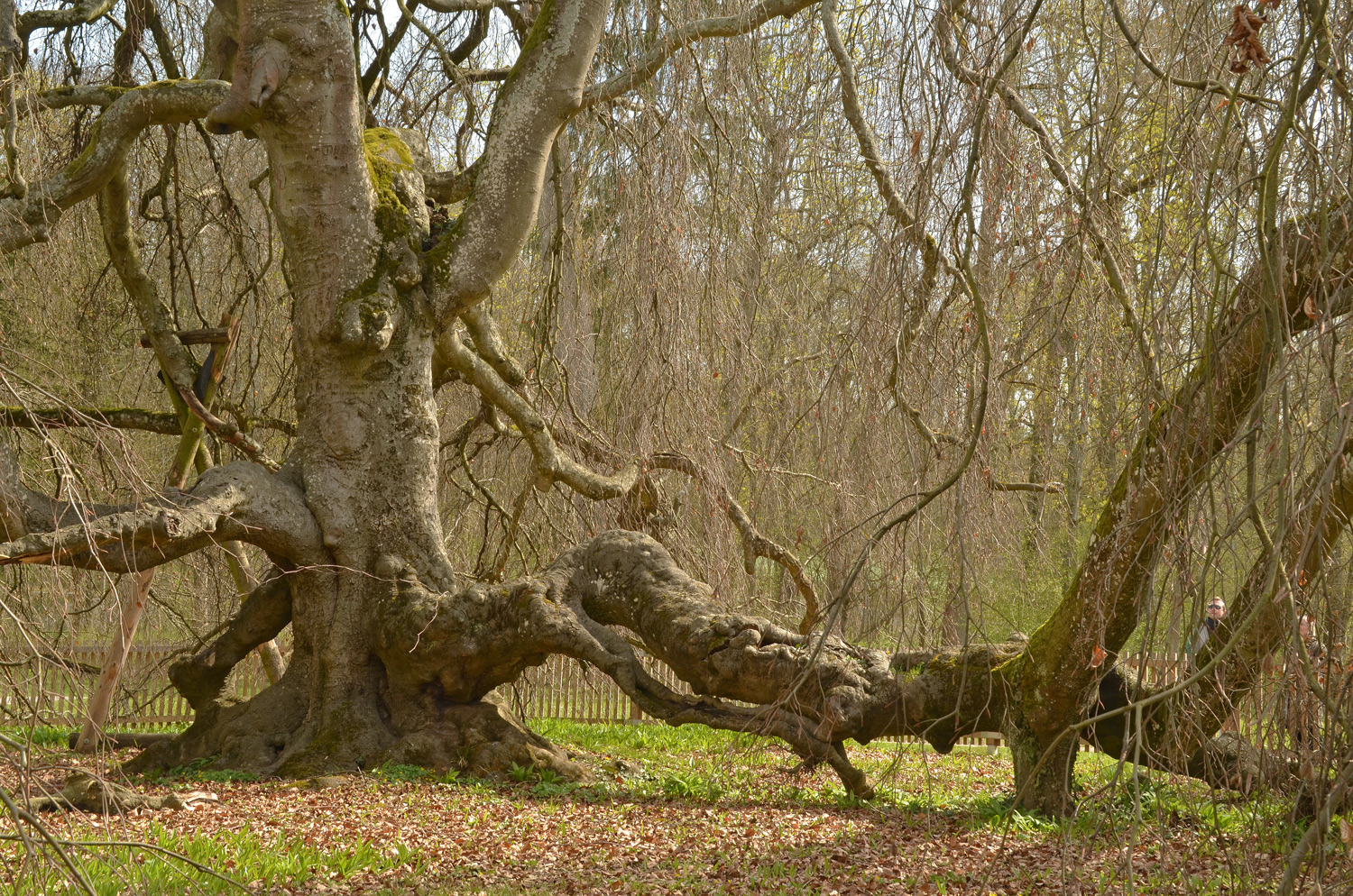 Fagus sylvatica 'Pendula' - Angelbachtal - 2021