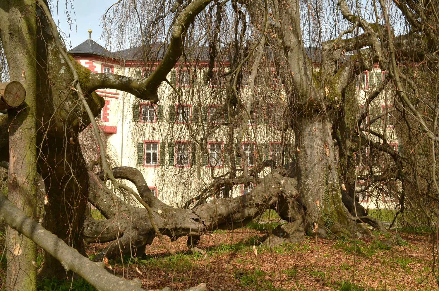 Fagus sylvatica 'Pendula' - Angelbachtal - 2021