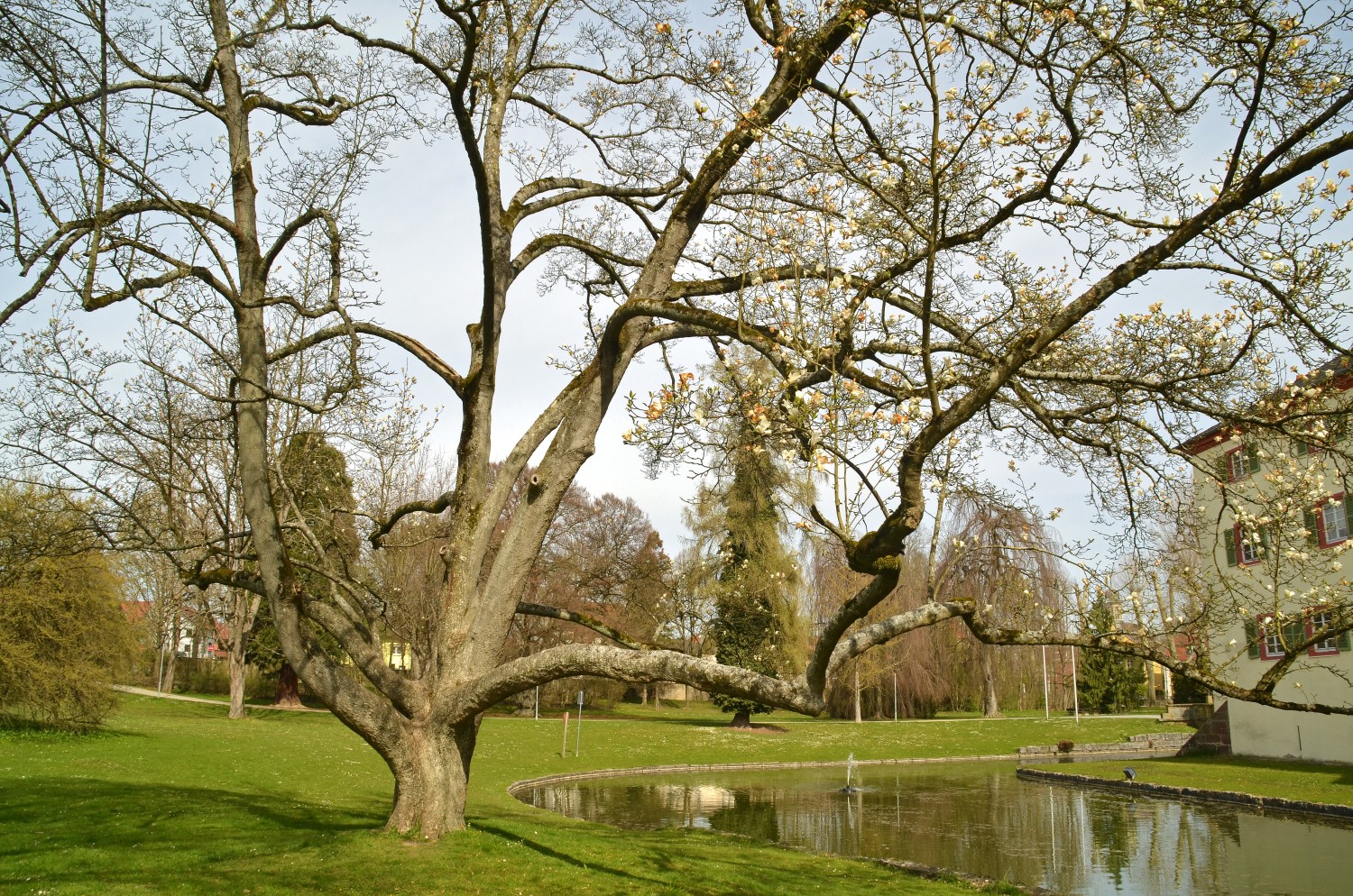 kobus Magnolia