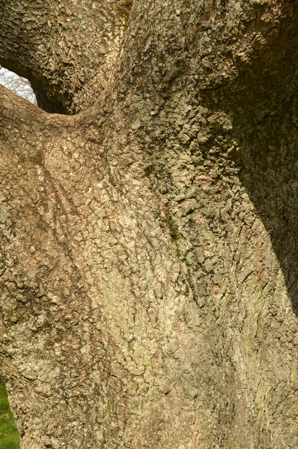 Magnolia kobus - Schlosspark Eichtersheim - 2021