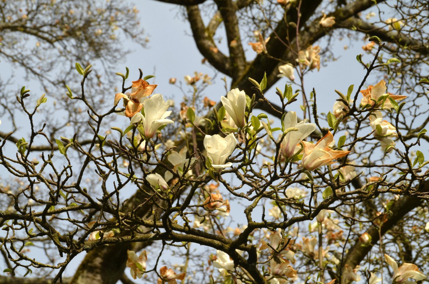 Magnolia kobus - Schlosspark Eichtersheim - 2021