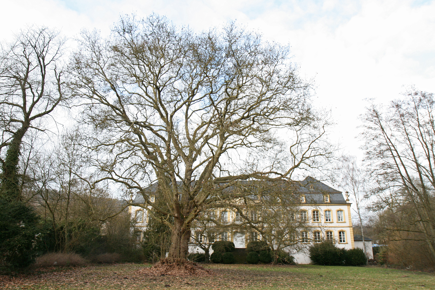 Platanus orientalis - Trier-Quint - Febr. 2017