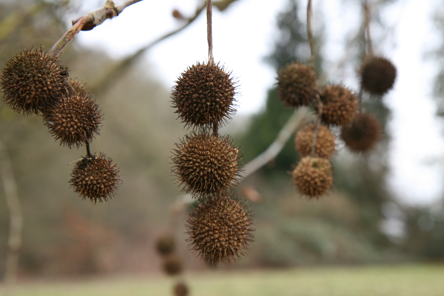 Platanus orientalis - Trier-Quint - Febr. 2017