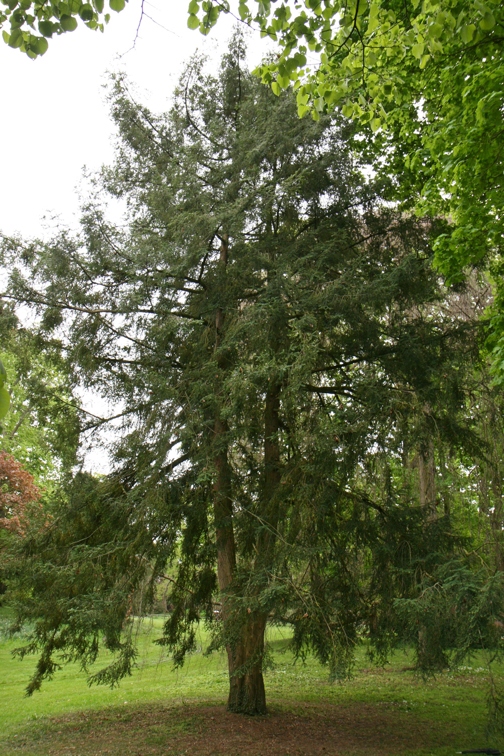nucifera Torreya