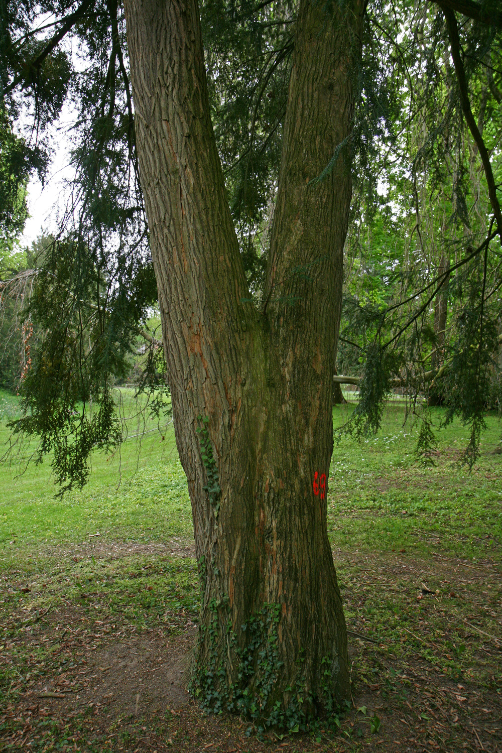 Torreya nucifera - Karlsruhe - April 2017