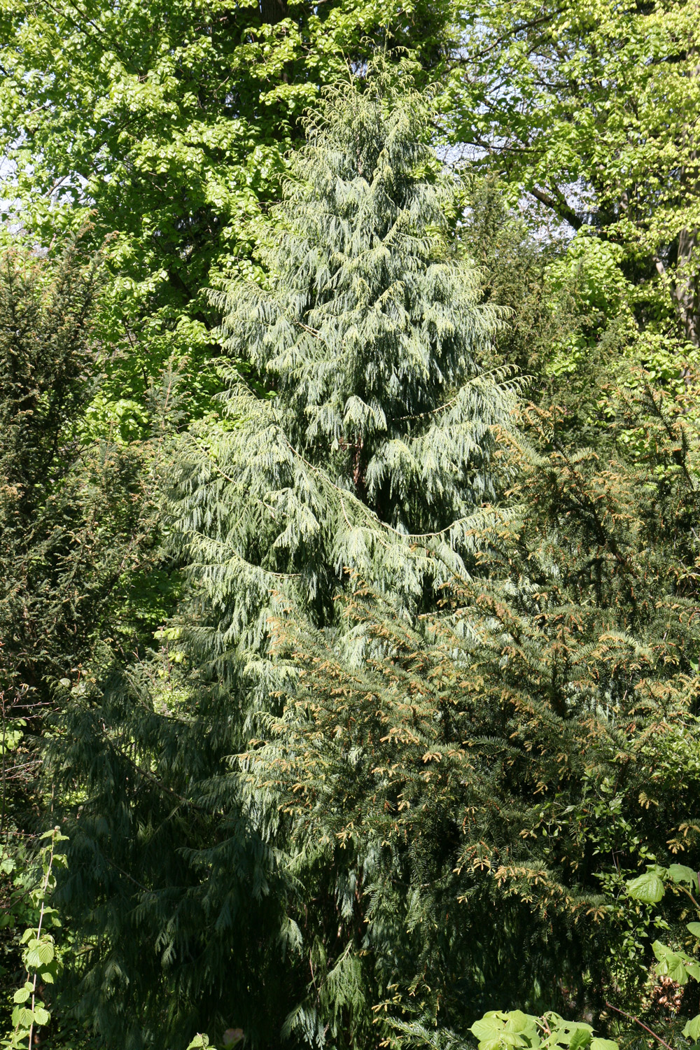 cryptomerioides Taiwania