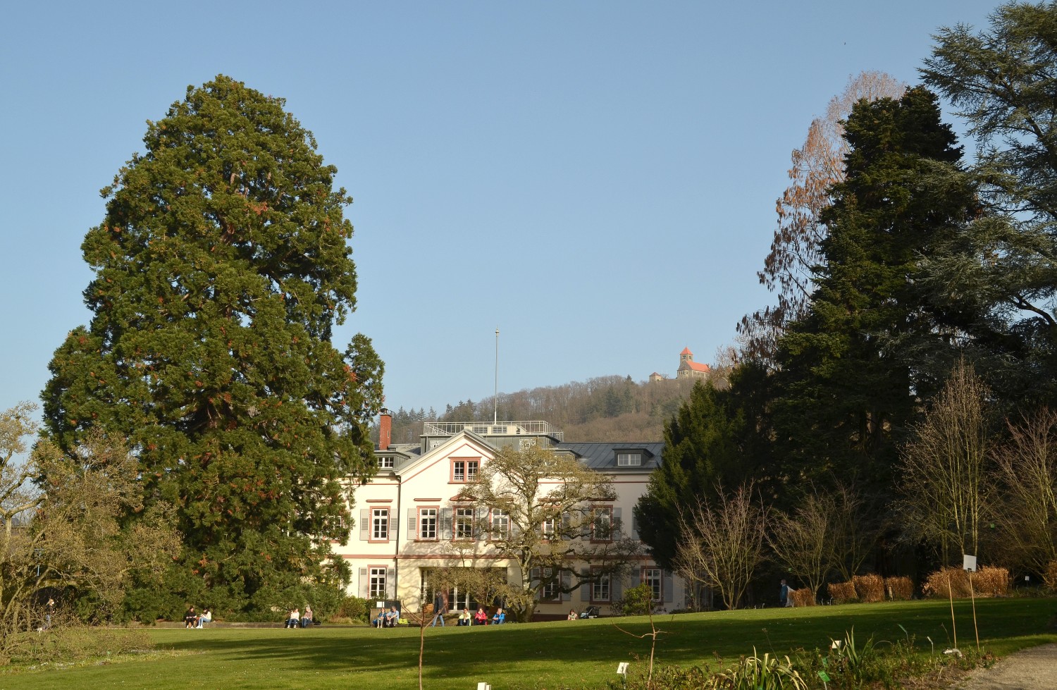 Sequoiadendron giganteum - Weinheim-Hermannshof - Febr. 2021