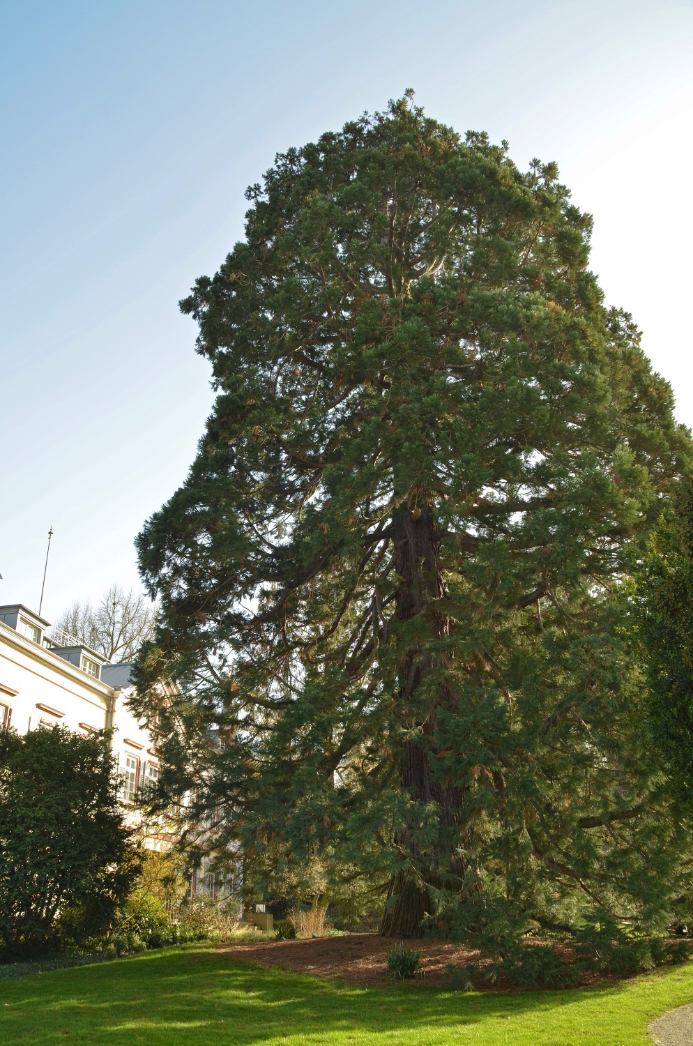 Sequoiadendron giganteum - Weinheim-Hermannshof - 2021