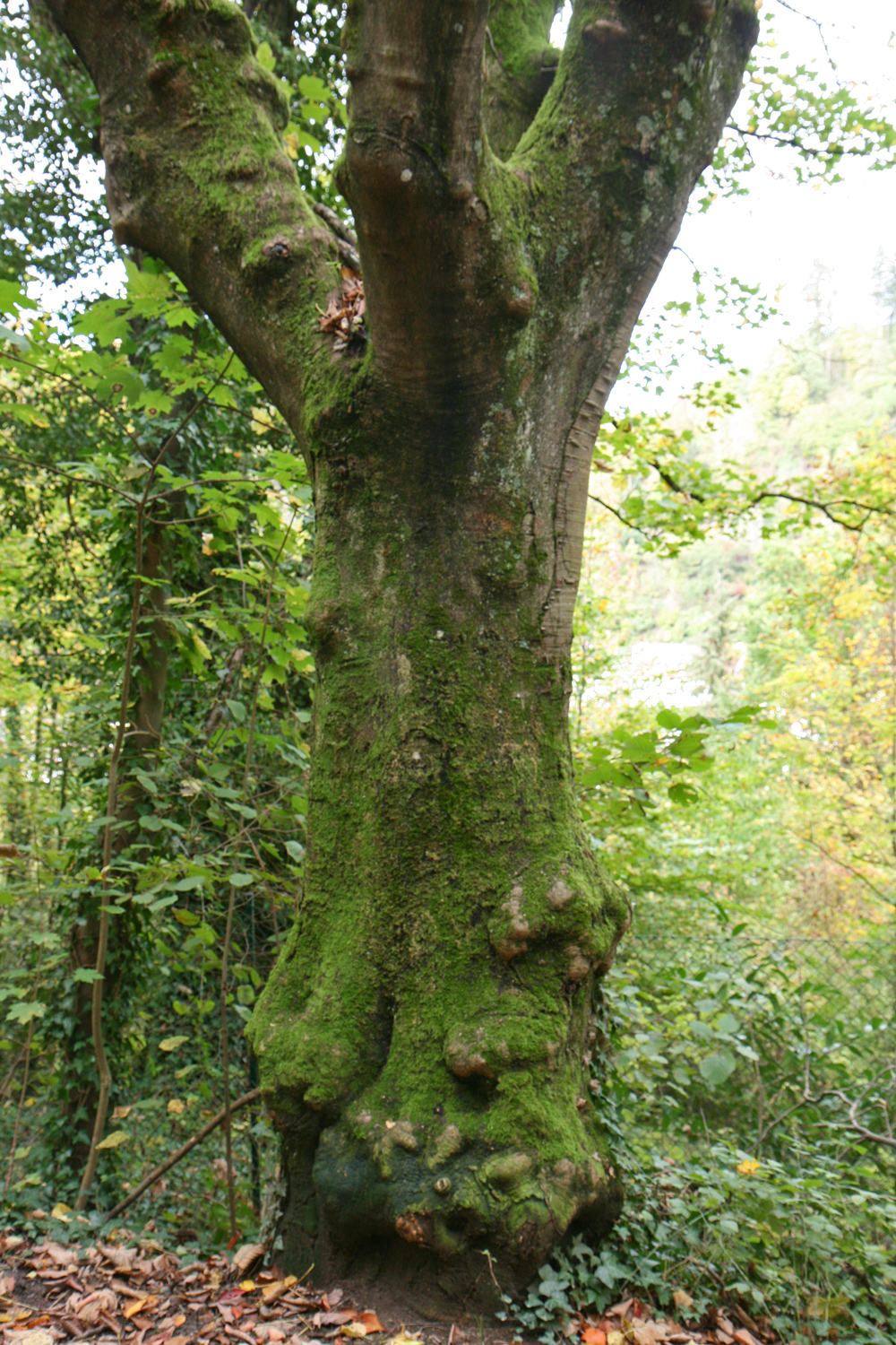 Cladrastis kentukea