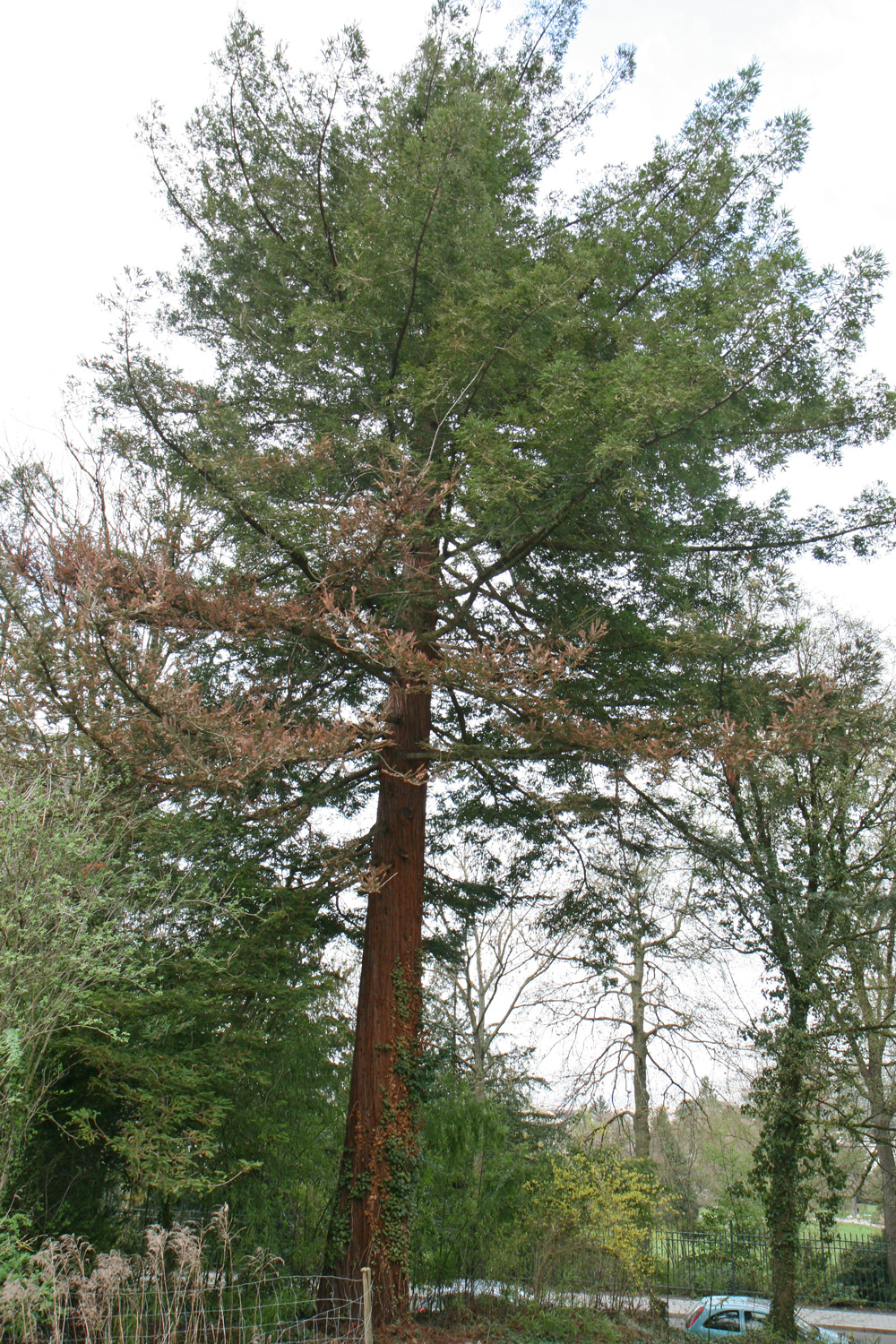 Sequoia sempervirens - Weinheim - April 2013
