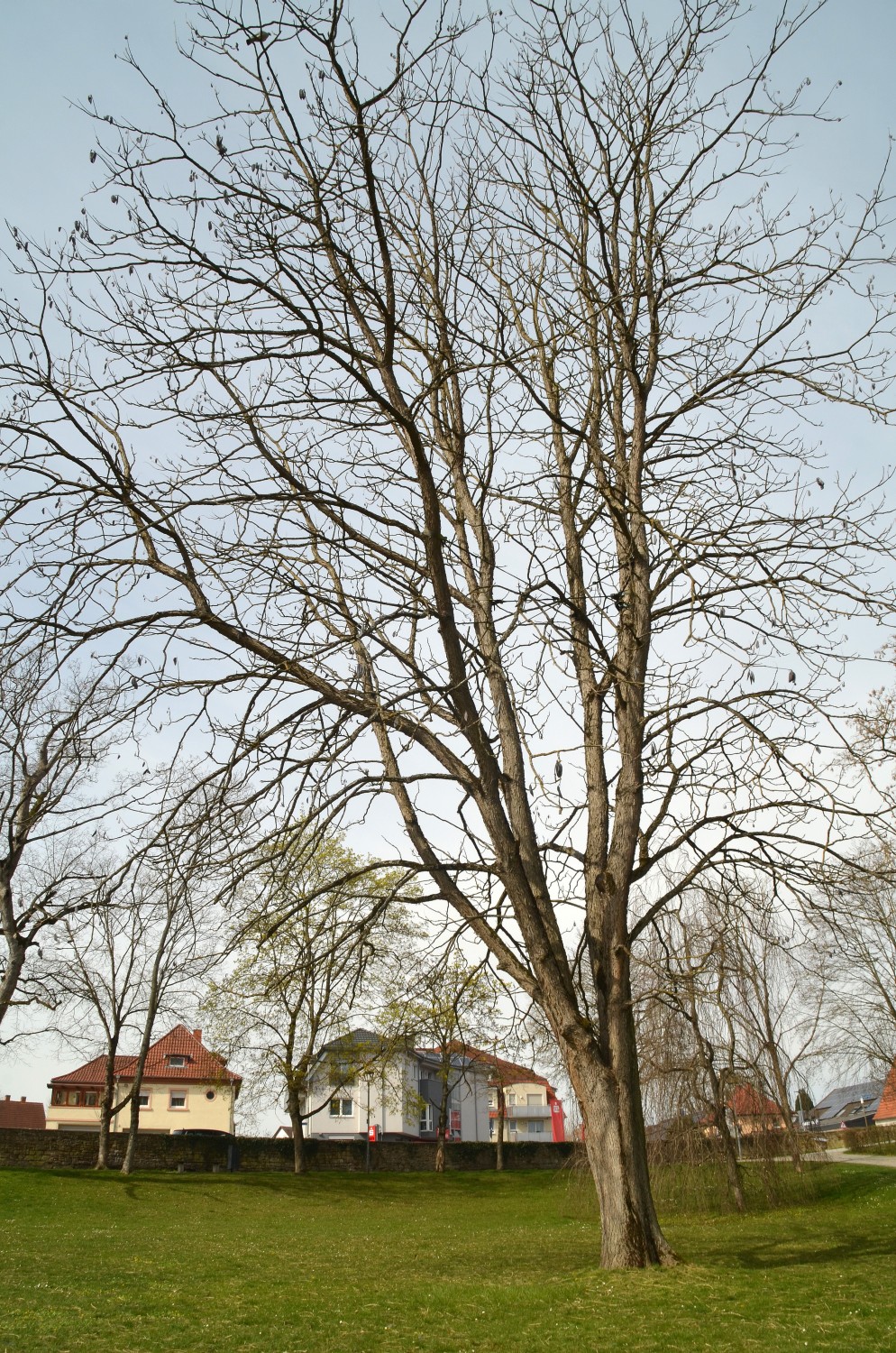 dioicus Gymnocladus