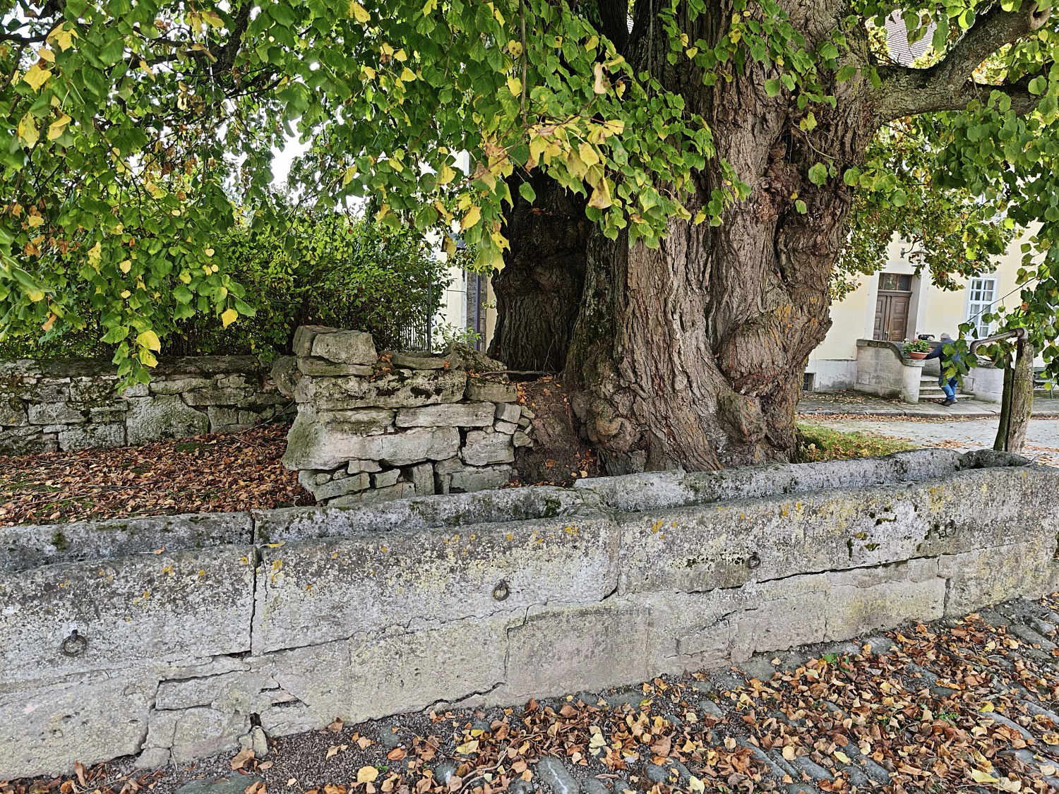 Hoflinde Burgstall bei Rothenburg o.d.T. - Okt. 2025