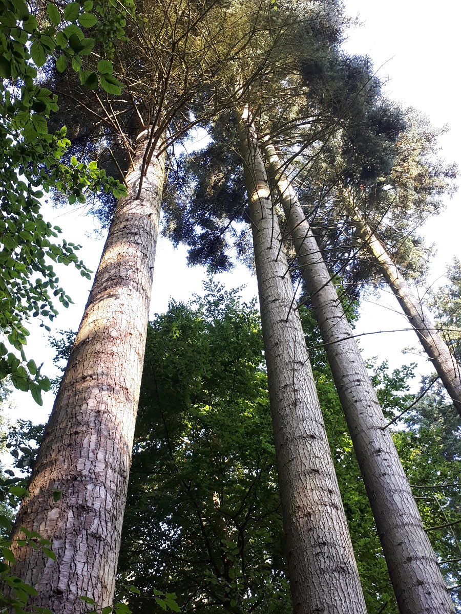 Abies procera - Alt Pansdorf - Abteilung 2239 a9
