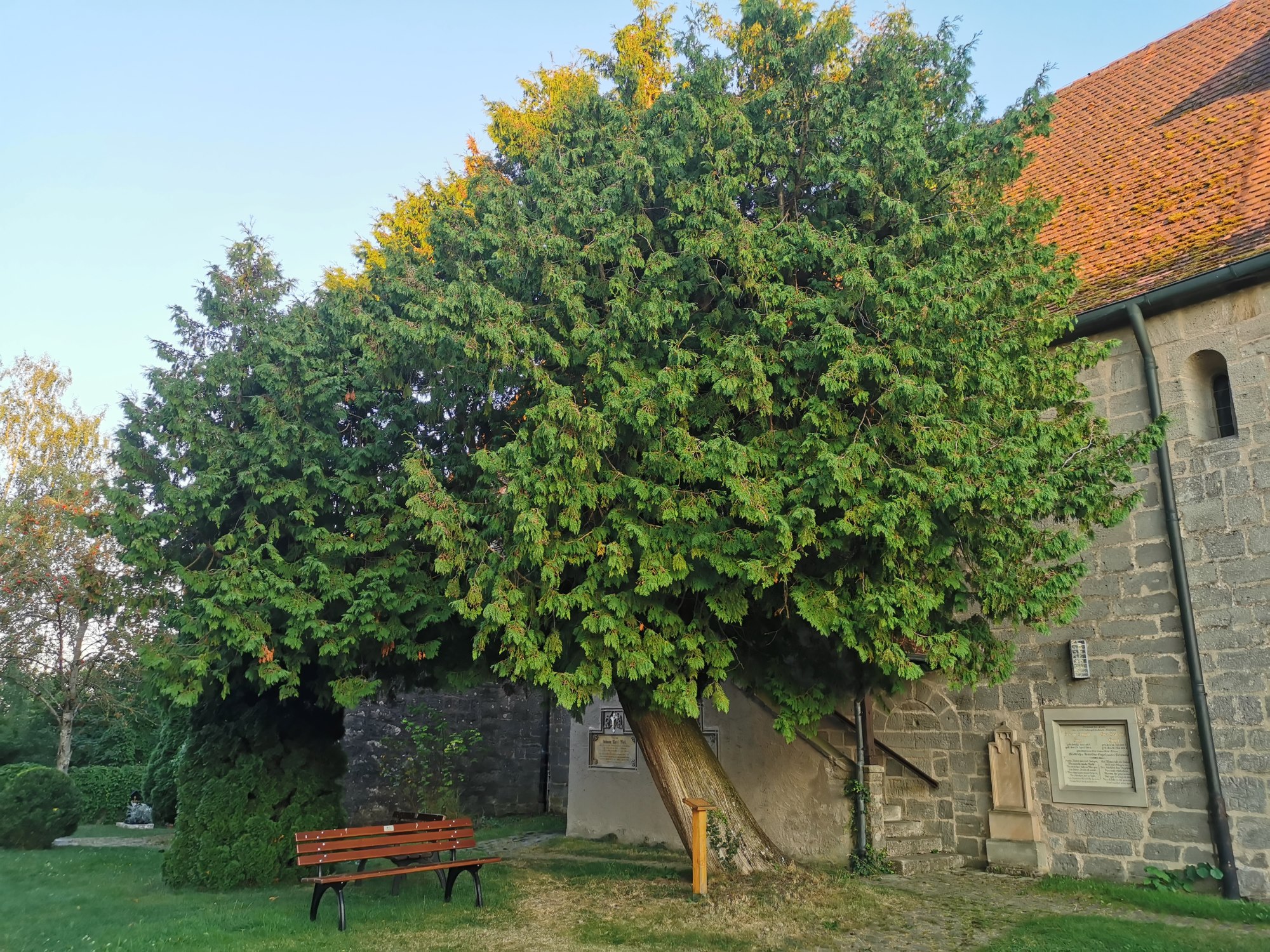Thuja occidentalis - Friedhof Segringen - Aug. 2024