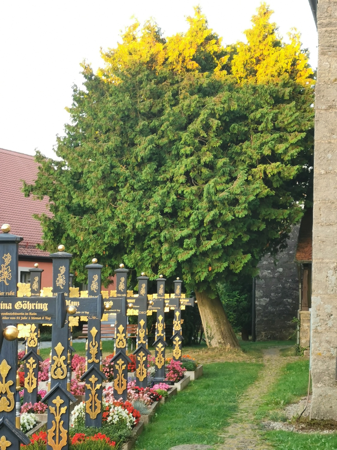Thuja occidentalis - Friedhof Segringen - Aug. 2024