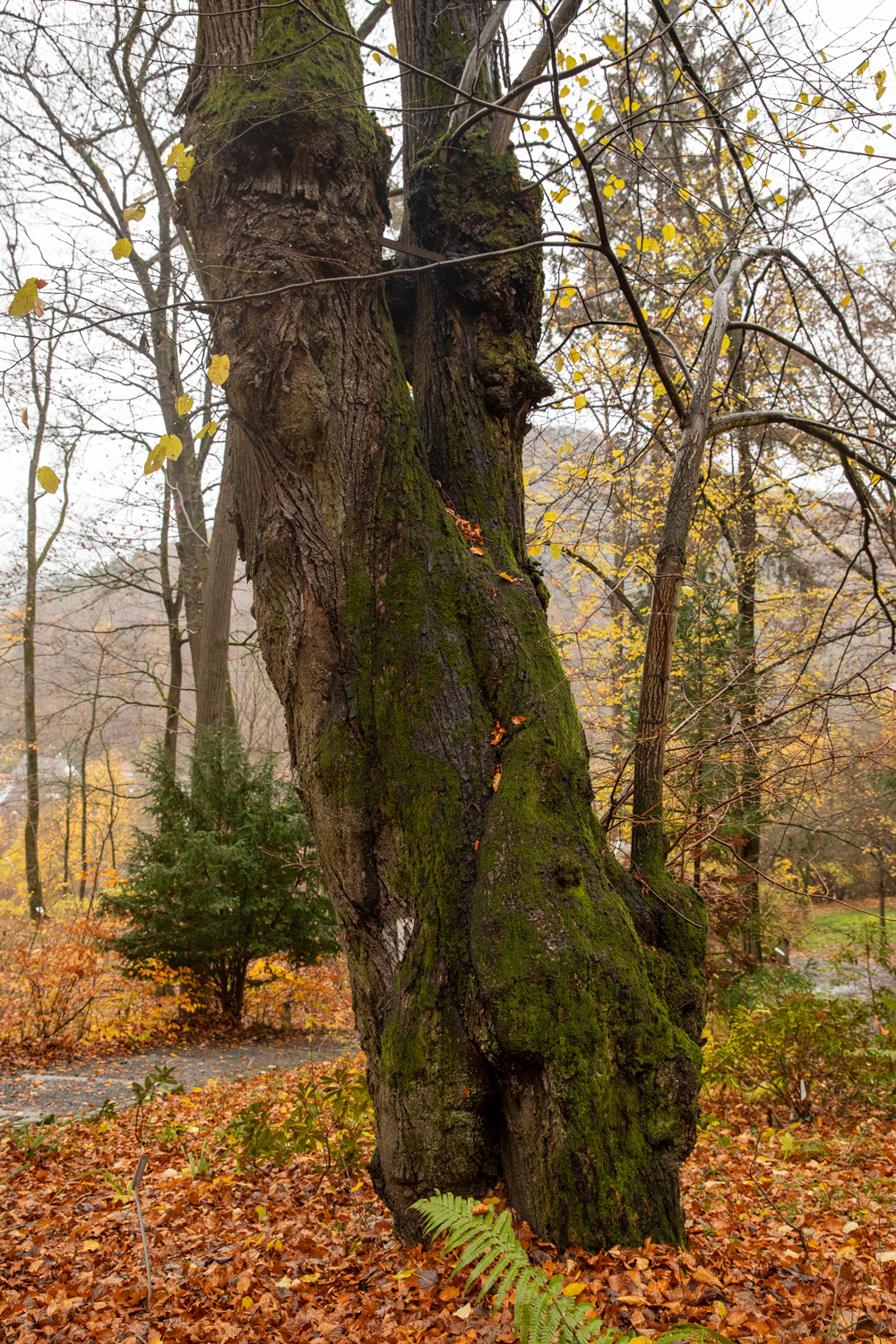 Moltkes Linde - Bad Berneck - 16.11.2022
