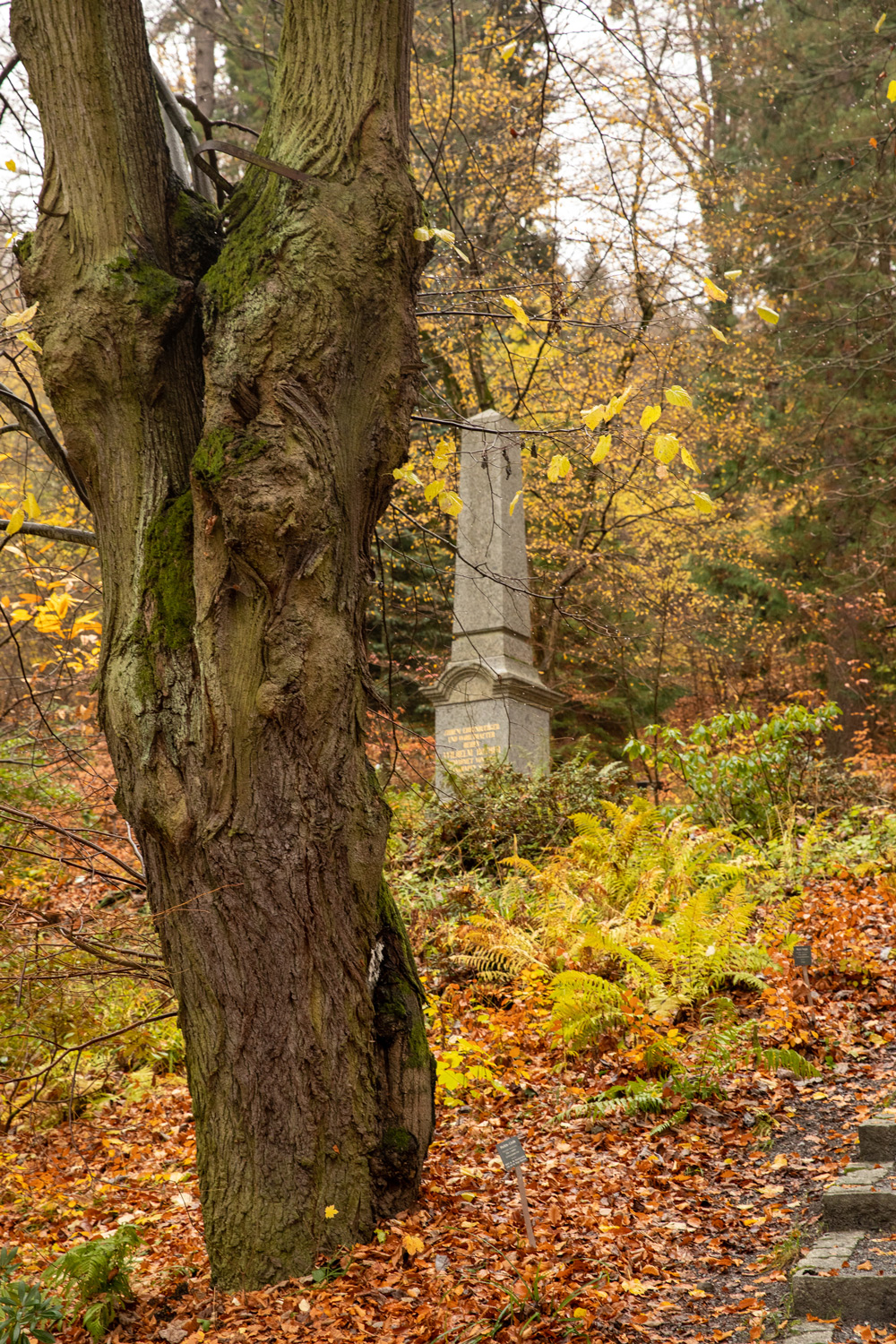 Moltkes Linde - Bad Berneck - 16.11.2022