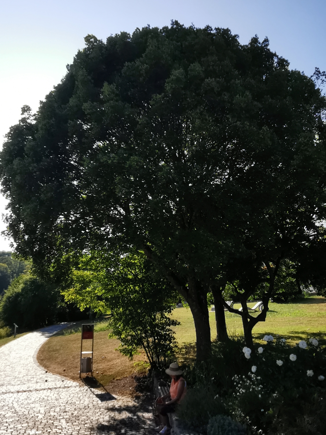 Acer monspessulanum - Dinkelsbühl - Aug. 2024