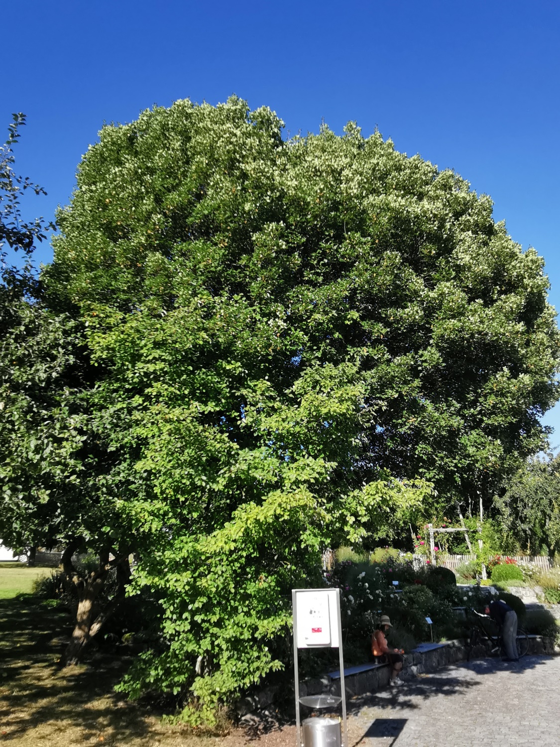 Acer monspessulanum - Dinkelsbühl - Aug. 2024
