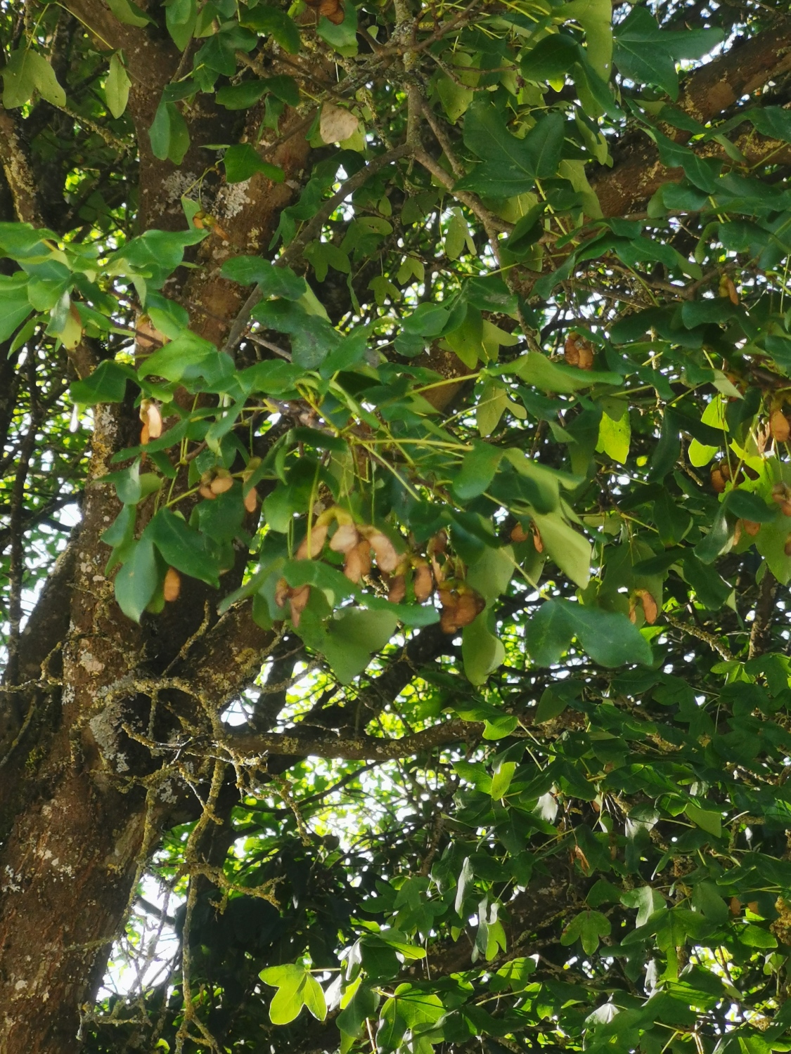 Acer monspessulanum - Dinkelsbühl - Aug. 2024