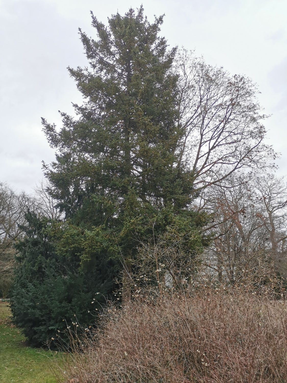 Picea purpurea