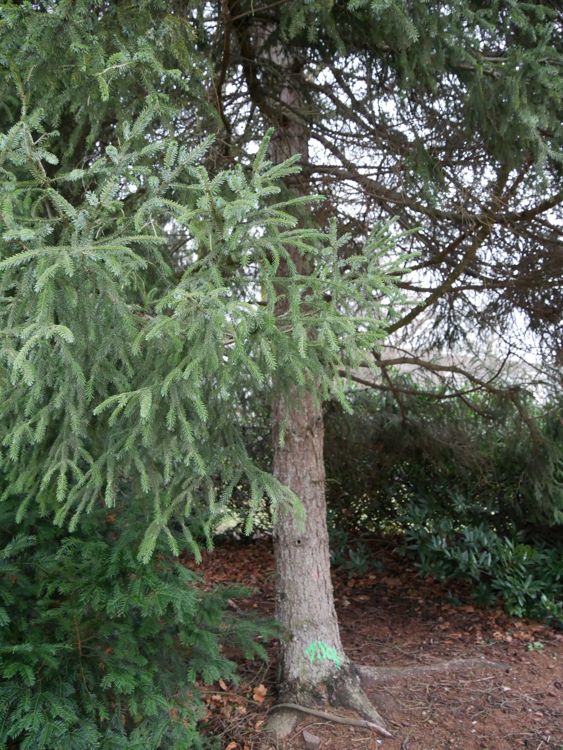 Picea purpurea - Nürnberg-Maxfeld - Jan. 2025