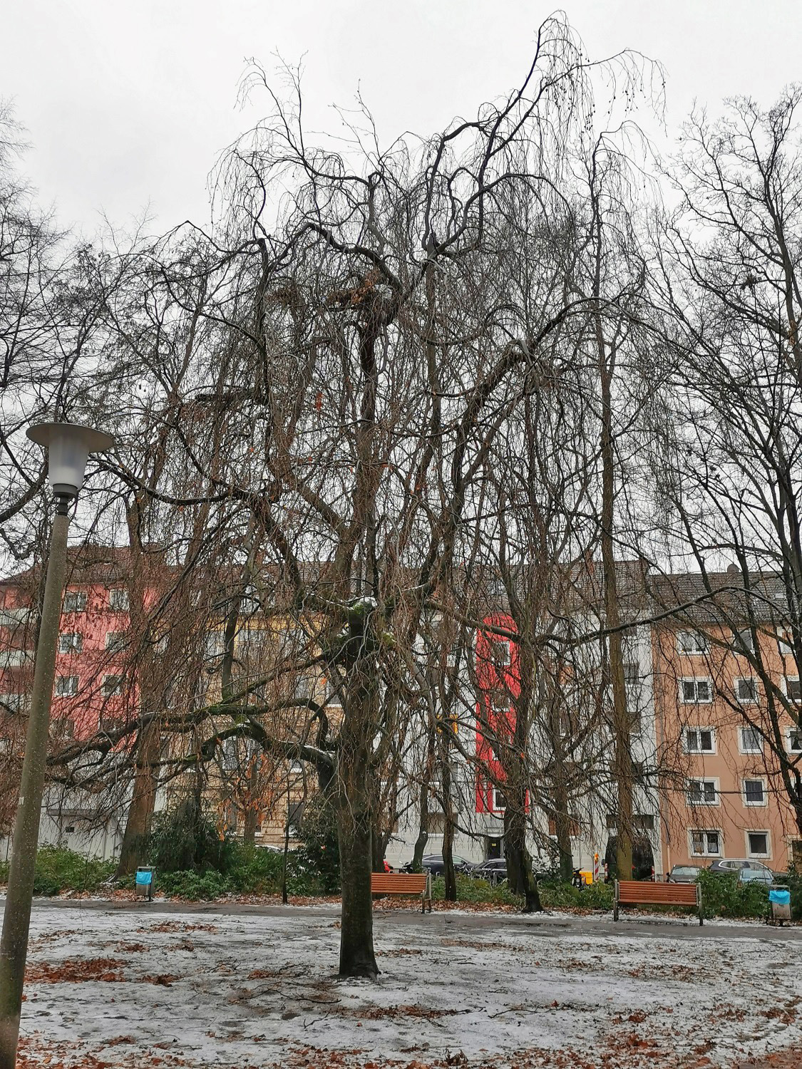 'Remillyensis' Fagus sylvatica