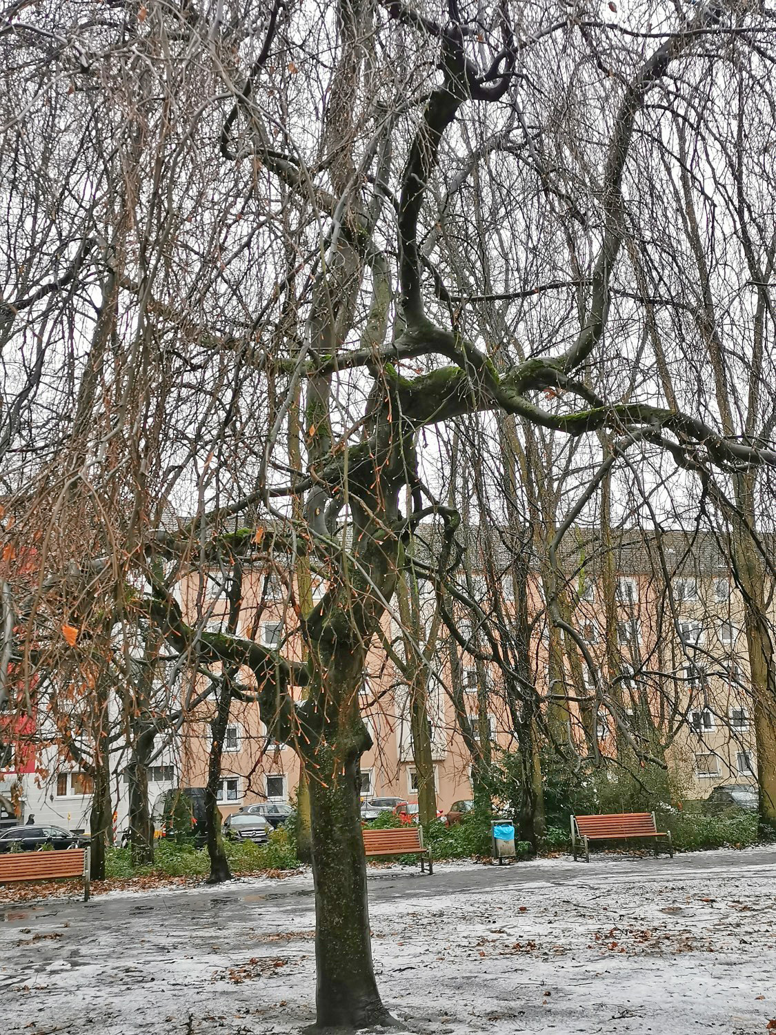 Fagus sylvatica 'Remillyensis' - Nürnberg-Maxfeld - Jan. 2024