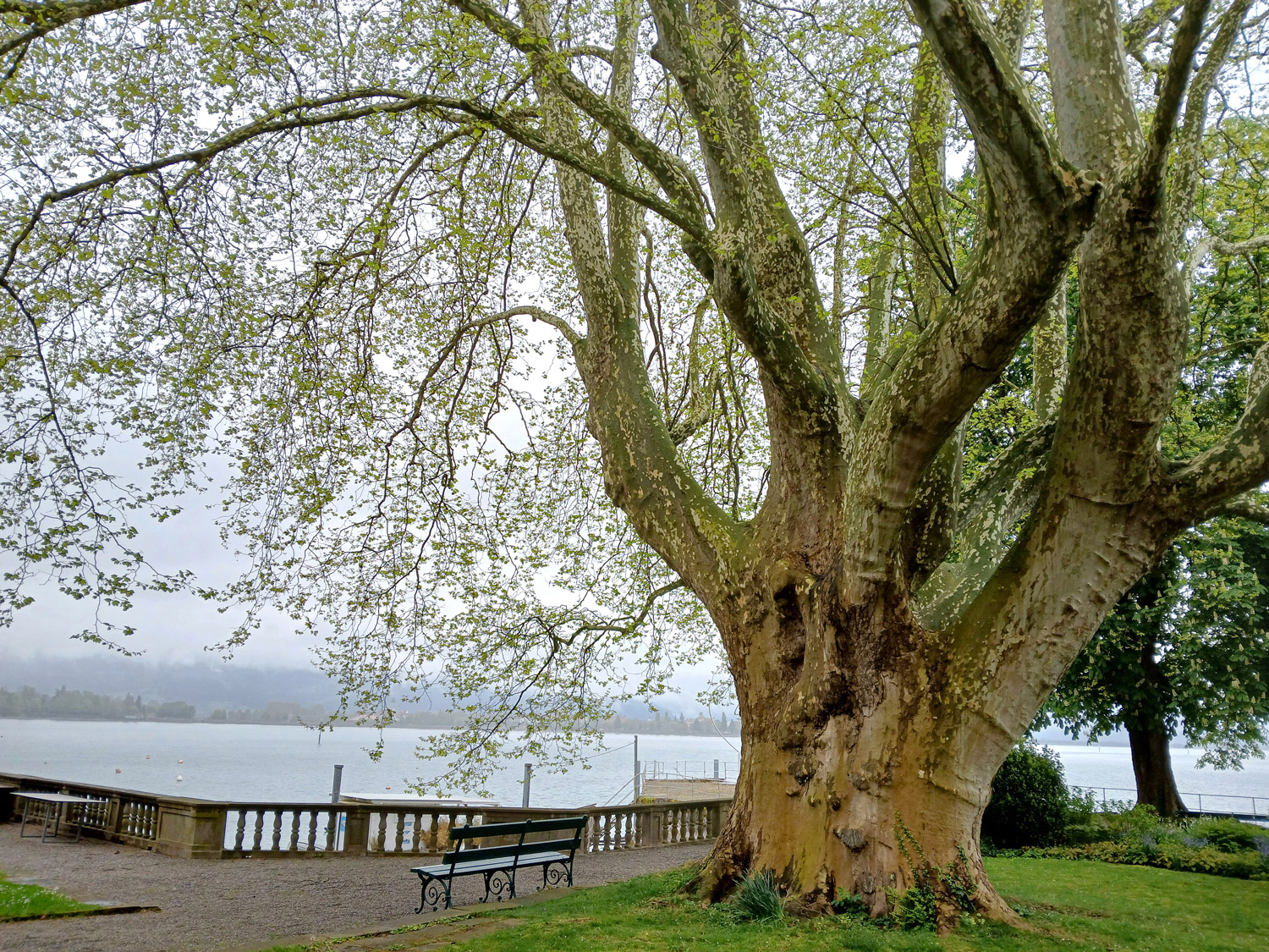 Platanus × hispanica - Lindau-Bad Schachen - April 2025