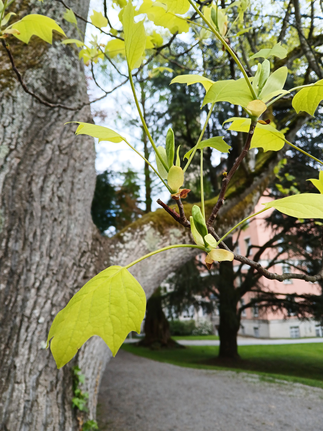 Liriodendron tulipifera 'Aureomarginata' - Lindau-Bad Schachen - April 2025