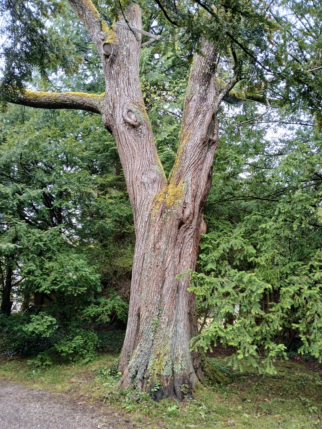 Castanea sativa - Lindau-Bad Schachen - April 2025