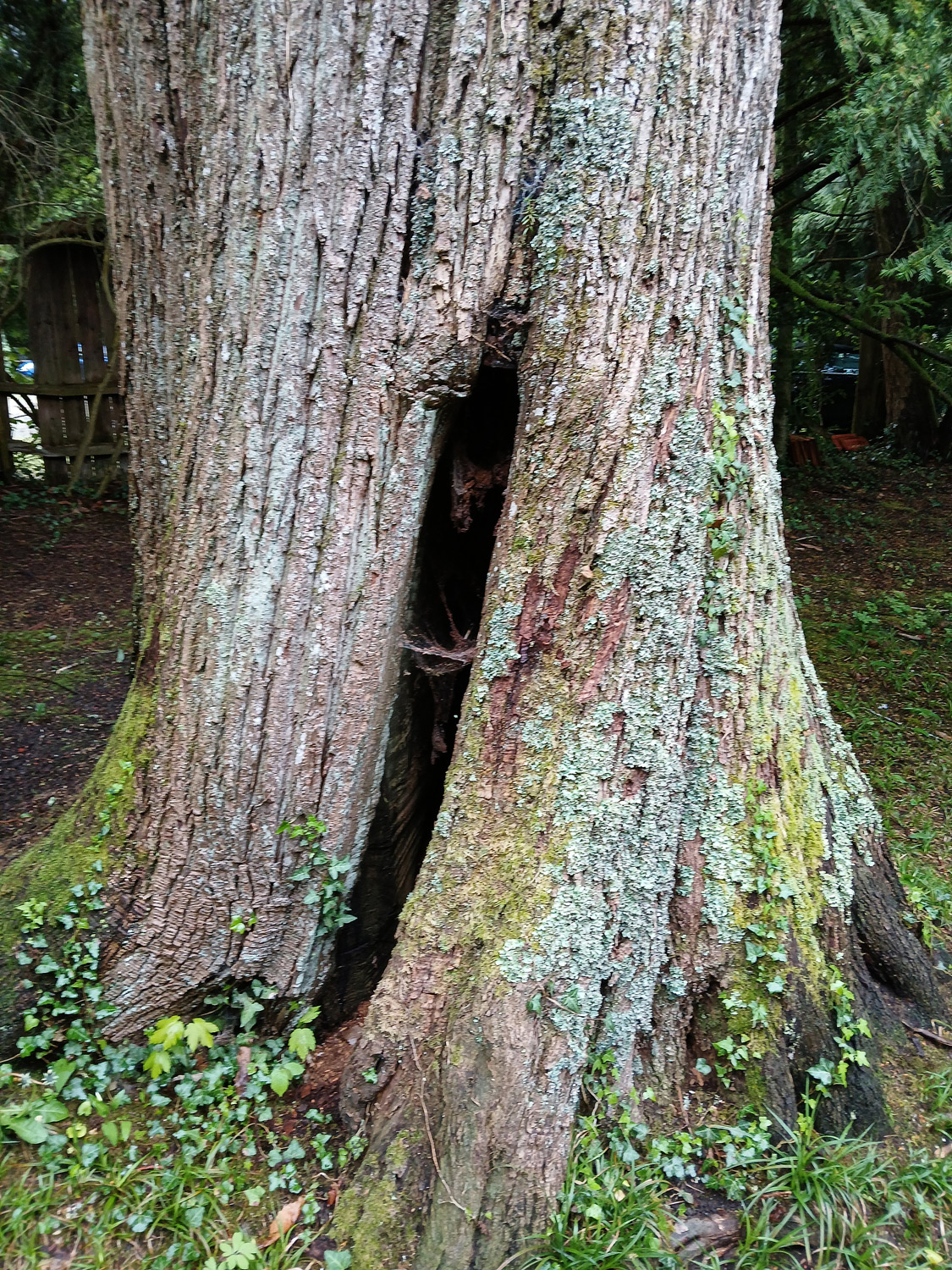 Castanea sativa - Lindau-Bad Schachen - April 2025