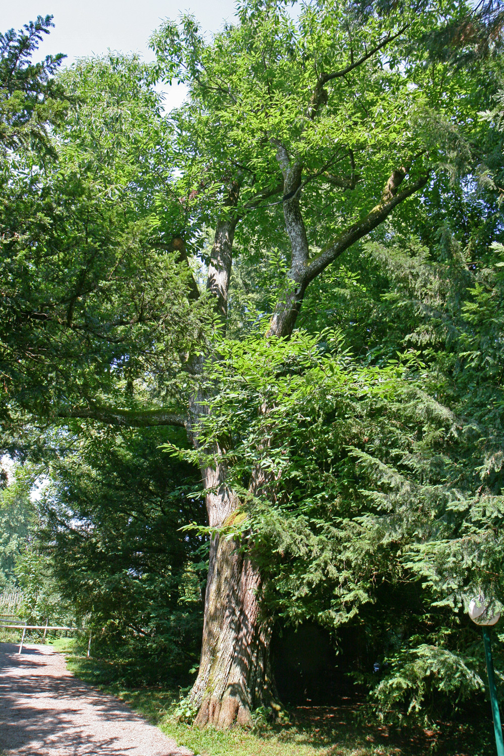 Castanea sativa