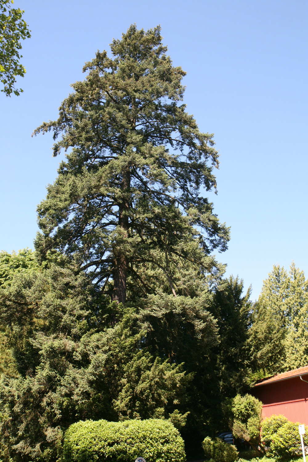 menziesii Pseudotsuga