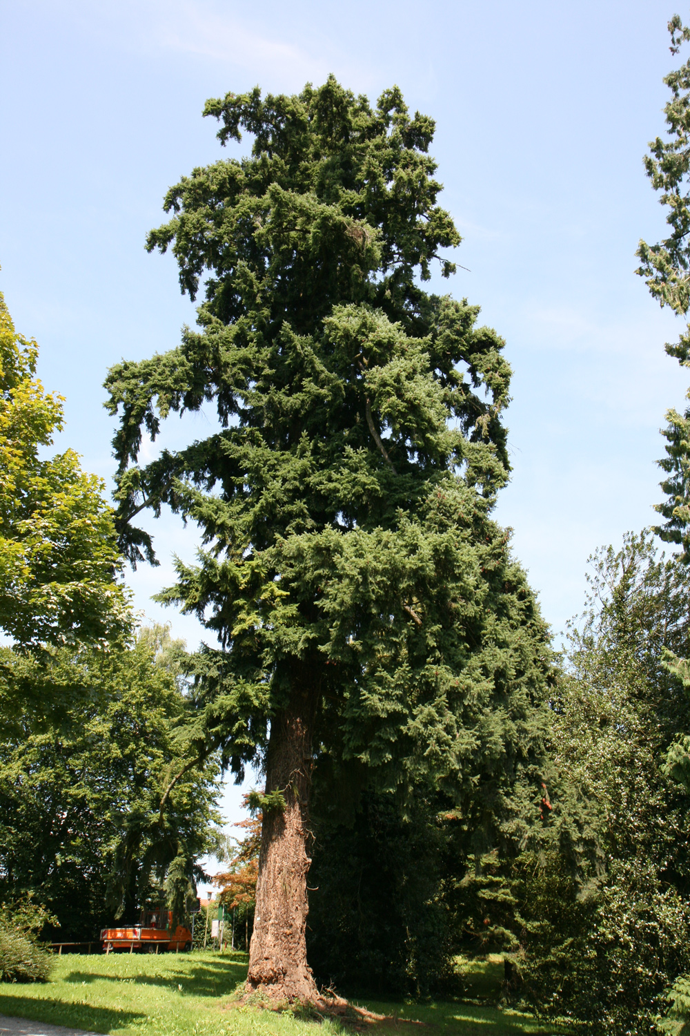 menziesii Pseudotsuga