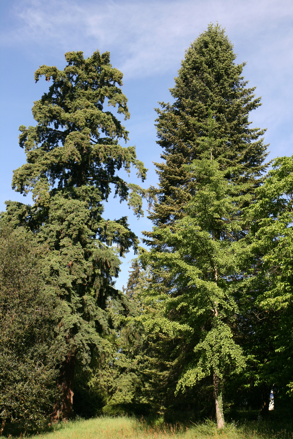 Pseudotsuga menziesii - Bad Schachen, Lindenhofpark - Juni 2024