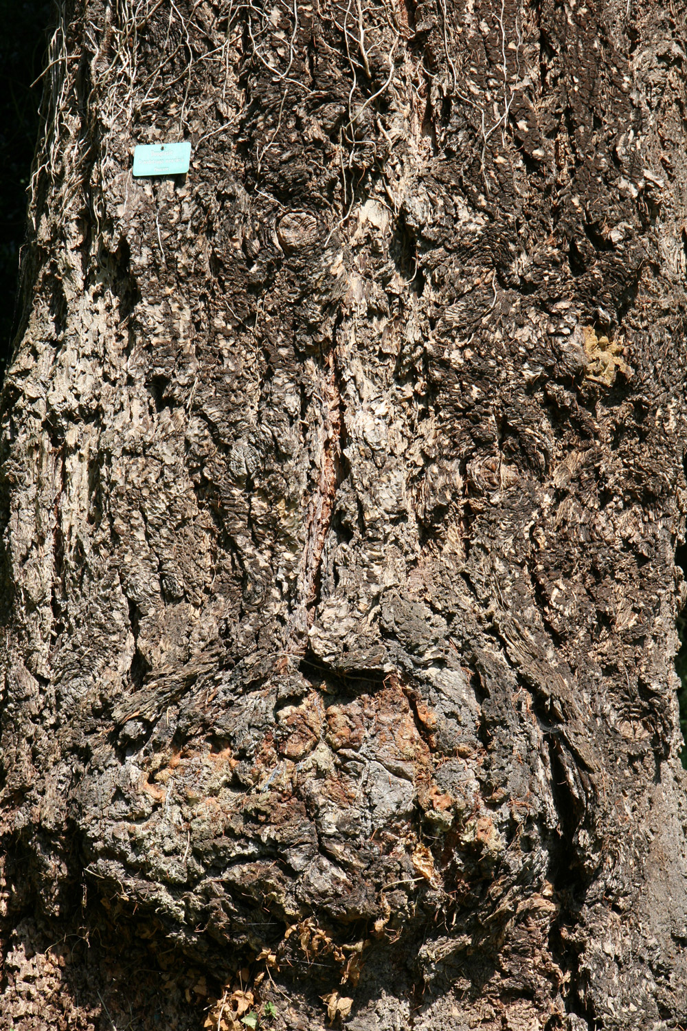 Pseudotsuga menziesii - Bad Schachen, Lindenhofpark - Juni 2024