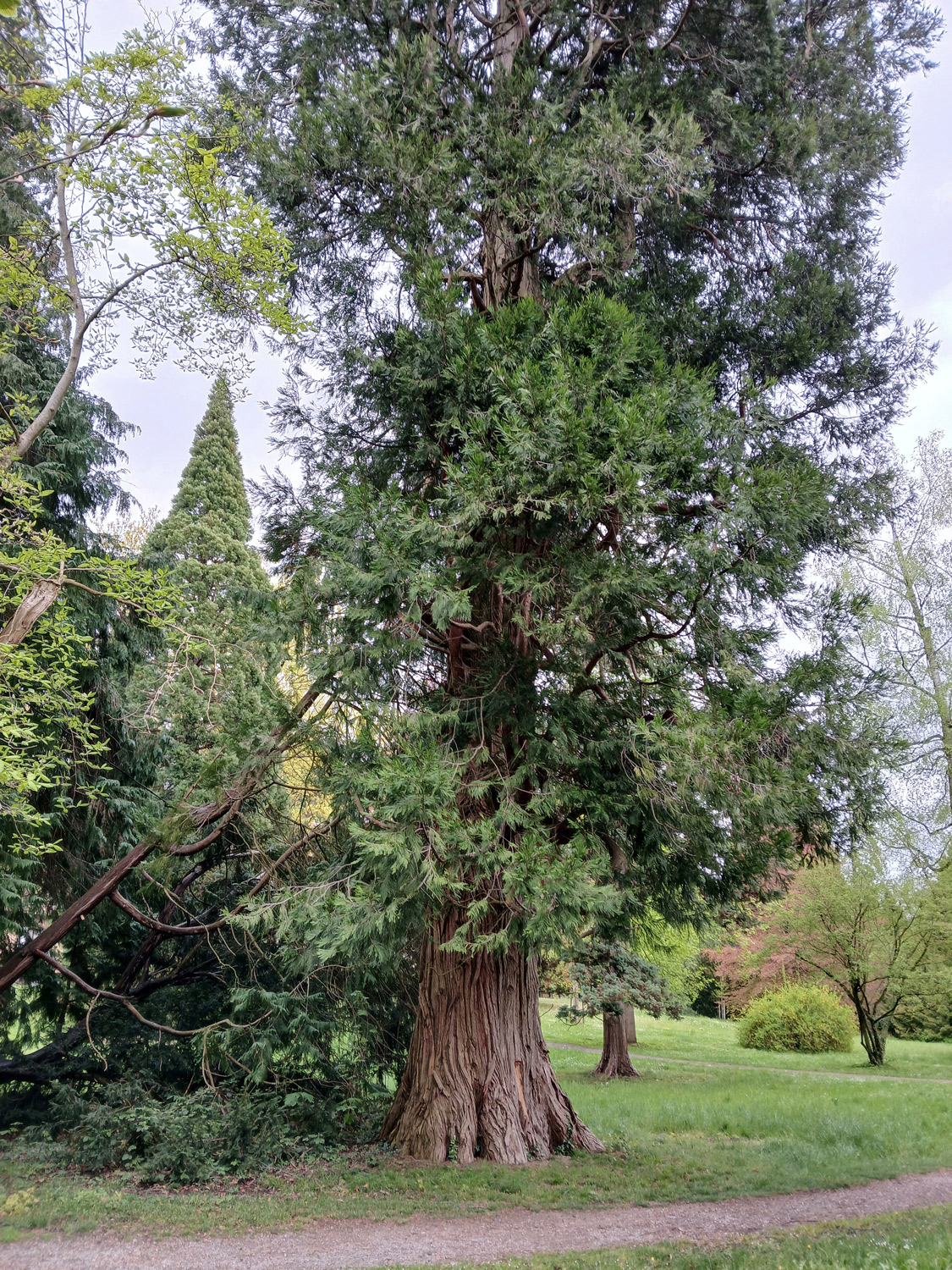 Calocedrus decurrens - Lindau-Bad Schachen, Lindenhofpark - April 2025